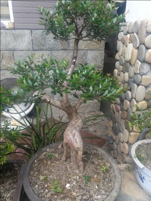 山上有什么植物适合用来做花卉盆景的吗？