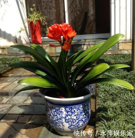 电线|家中的“旧电线”别乱丢，往盆里埋一点，花卉都喜欢，爆盆不止！