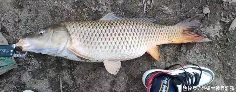 地方|初夏草鱼都藏在这三种地方，找到就能连竿，找不到大机率要空军。