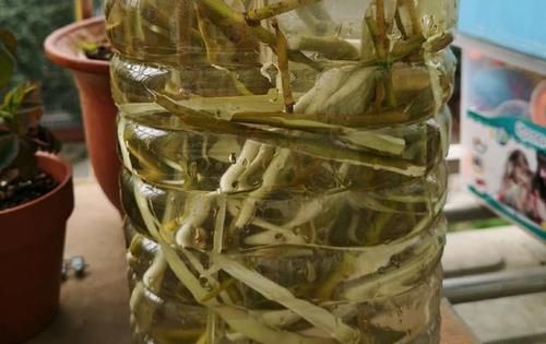 柳树枝用水泡多久能浇花生根？君子兰几月换盆好？