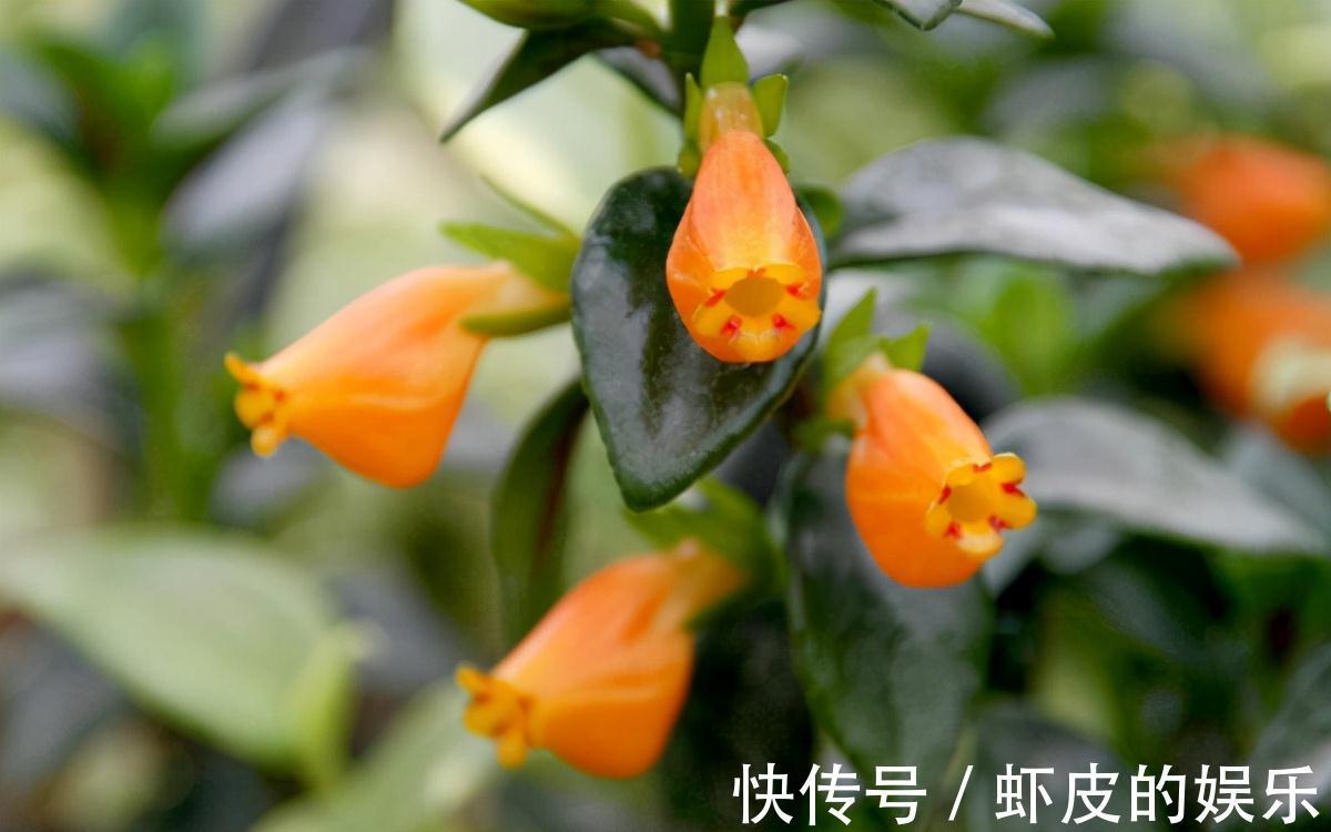 喜欢金鱼吊兰不会养,教你几个绝招,枝头上挂满“小金鱼”