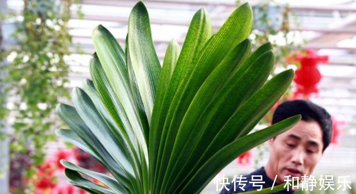 油烟机|君子兰难开花在盆里埋点“它”，叶子油绿花也多