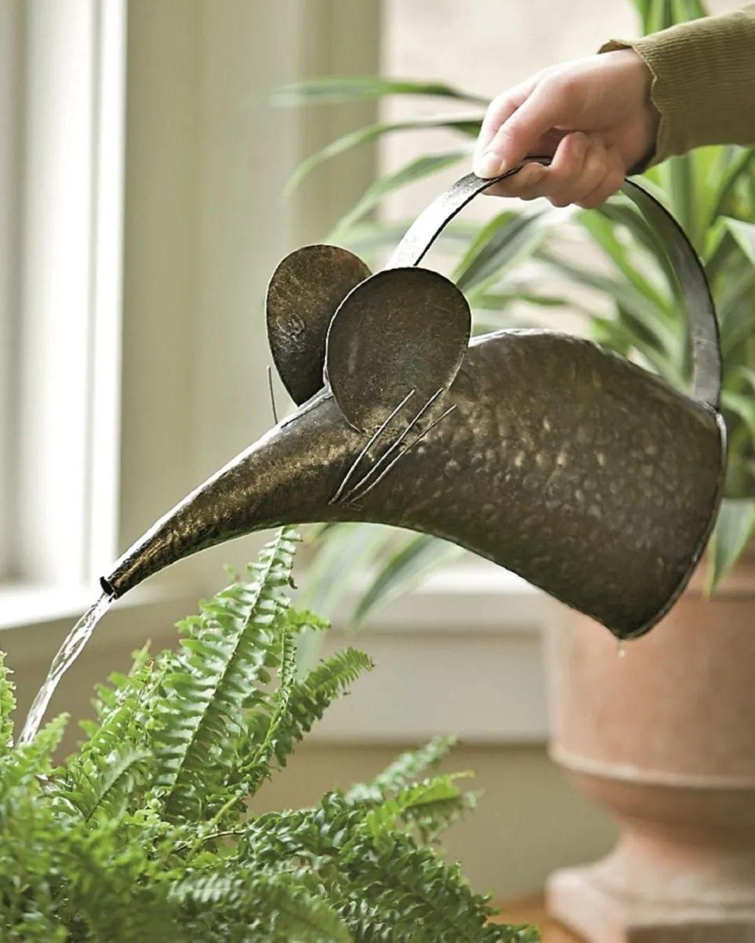 称号|养花学会一招浇水方法,摆脱养花新手的称号,家里的花都变好养了