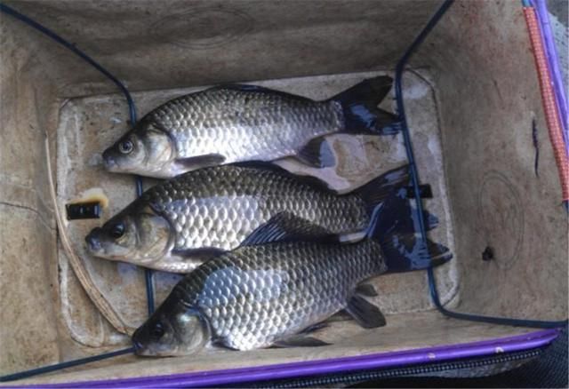 劝君莫钓三月鲫，万千鱼仔在腹中，钓鱼人在春季是否不该钓鱼？