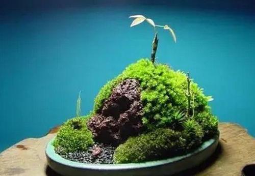 石缝墙角都有的这玩意,带回家种花盆里,养成漂亮盆景!