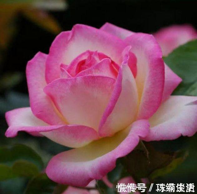 菊花|开花勤爱爆盆的花卉,好养又漂亮,随便一养成花海