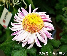 半球型|喜欢菊花，不如养盆“菊中珍品”洹水明珠，似翡翠玉珠，洁白无瑕