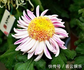 半球型|喜欢菊花,不如养盆“菊中珍品”洹水明珠,似翡翠玉珠,洁白无瑕