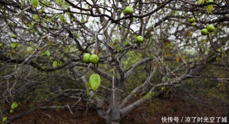 这种生长在西半球的树不能碰也不能砍，就算是看见它都要绕道走