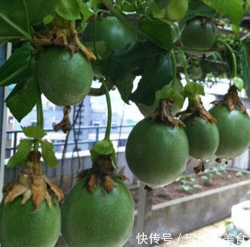 花盆|4种“果核”不要扔,埋土里,5天之后“惊喜”不断,观叶又收果!