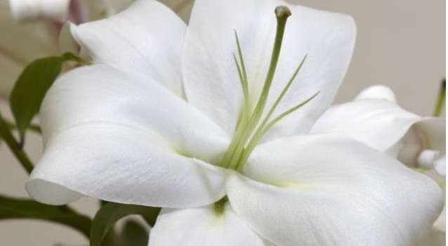 肺阴|有一味中药能养阴润肺,还能清心安神,还是一种漂亮的花