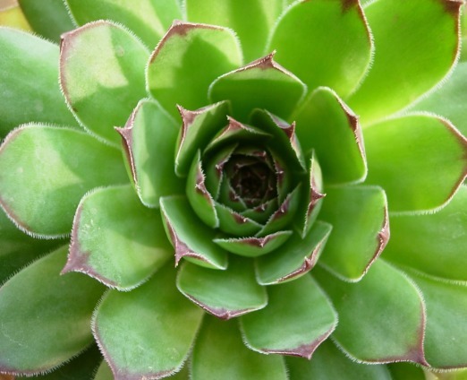 多肉新手入坑，这几款多肉易爆盆还好养，呆萌可爱还耐养