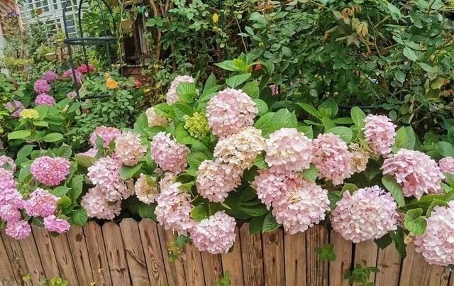 有了30平方的小院,能将日子过成了诗简单而精致,优雅而从容