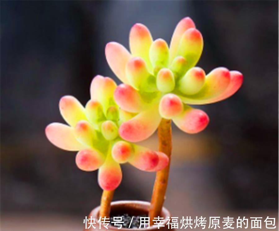 彩色果冻多肉中的“3朵姐妹花”,晶莹剔透颜色亮,出状态太美了