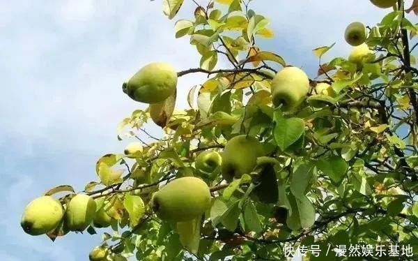 牛膝|奶奶膝盖疼下楼难,乡下70岁阿妈给了一秘方,7天膝关节炎消了!