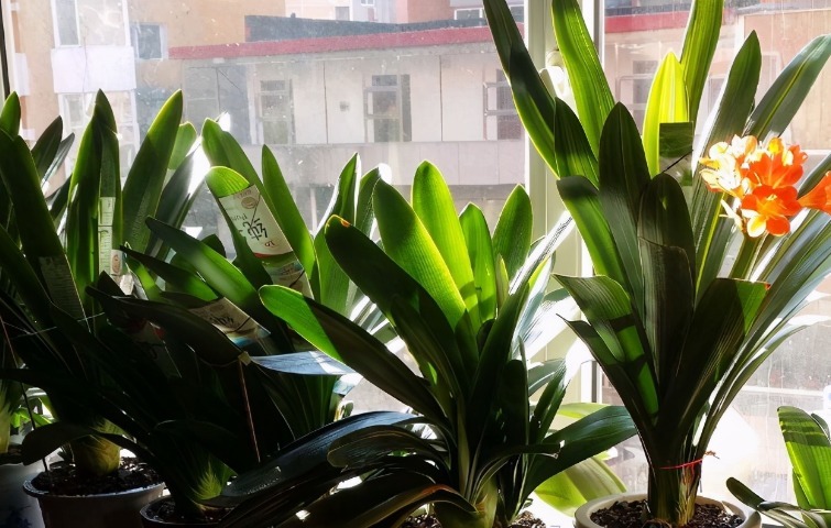 夏天养这3种花得多晒太阳，不遮阴植株才长得旺，叶绿根壮花多