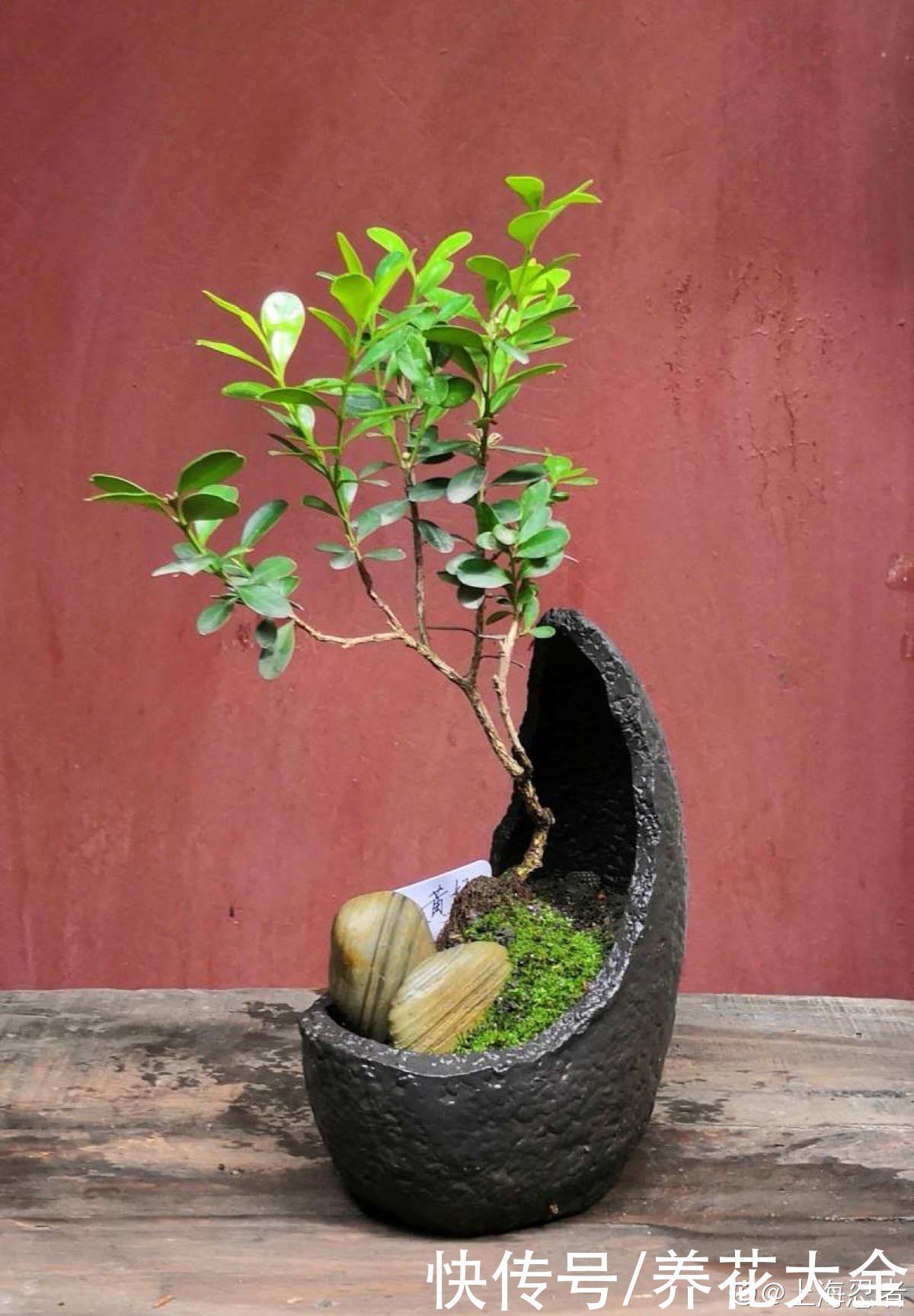 1种“天然矮”的植物,无需矮化,打造天然的瓜子黄杨盆景