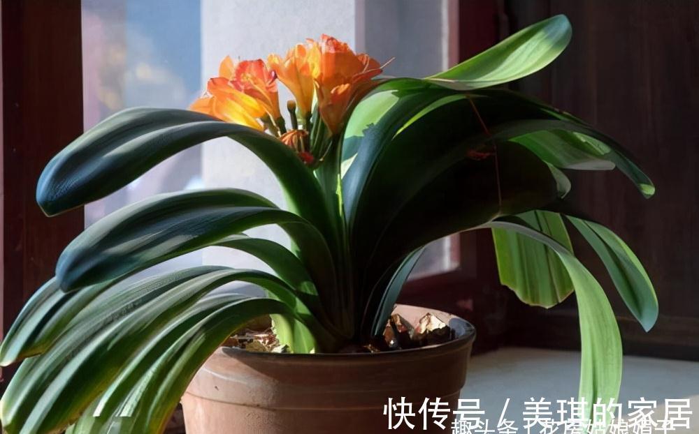 养花时明明没有多浇水，为什么还是“烂根”了？原因在这儿