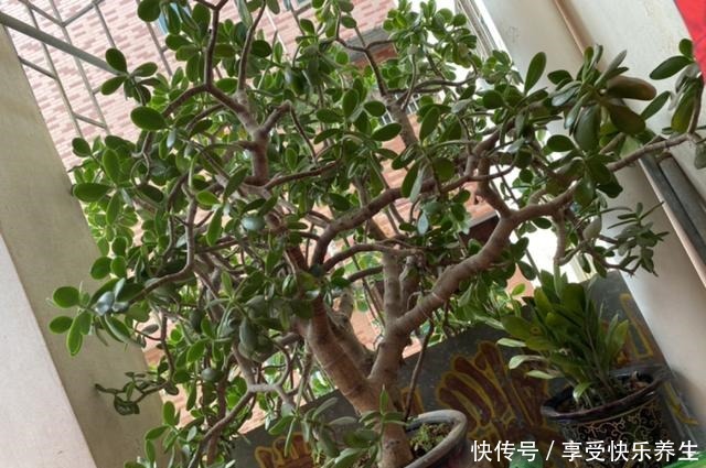 8种镇宅花,窗户边养一棵,霸气又镇宅!