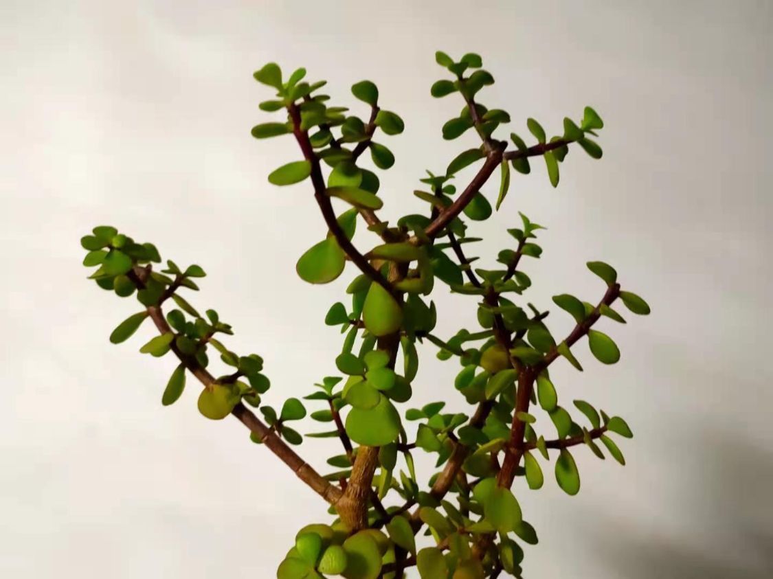 老桩|盆栽金枝玉叶,学会5个养护小技巧,枝叶茂盛,2年长成小“老桩”