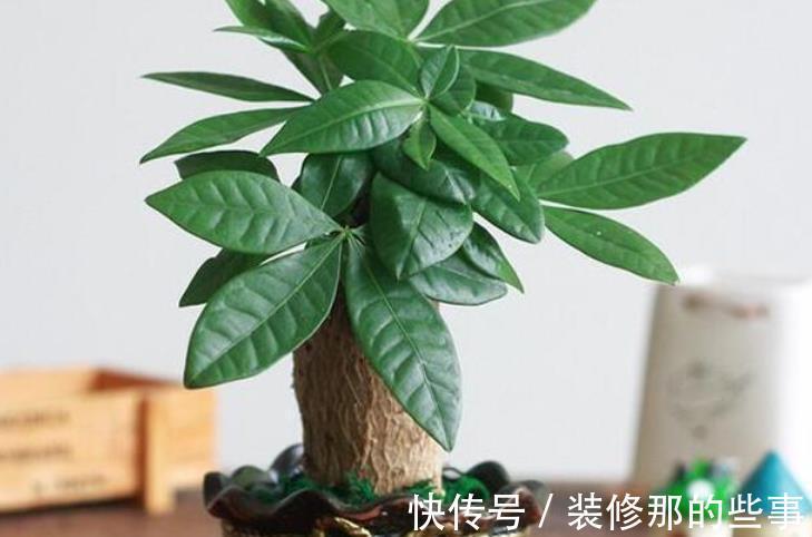 植株|发财树盆栽长得慢?调控好这4点,侧芽新枝呼呼窜