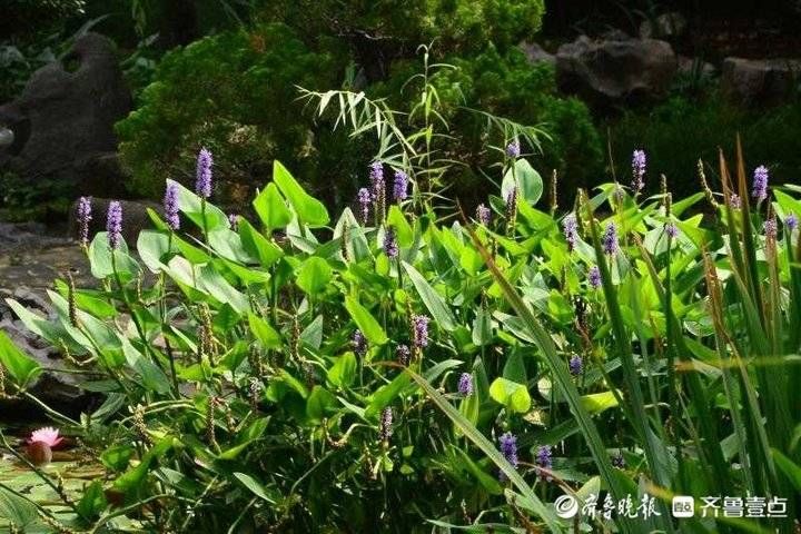 香蒲|丰富多彩水生植物环绕，济南大明湖生机盎然