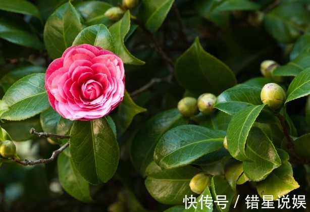 寓意|10大“吉祥花”适合养客厅,格调高,株型美,旺财又护家