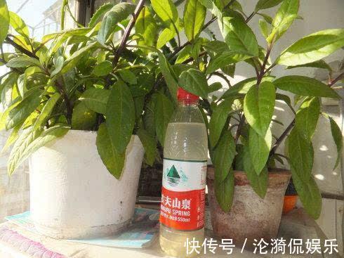 浇水|这三种水,不要用来浇花,浇一盆死一盆,尤其是夏季