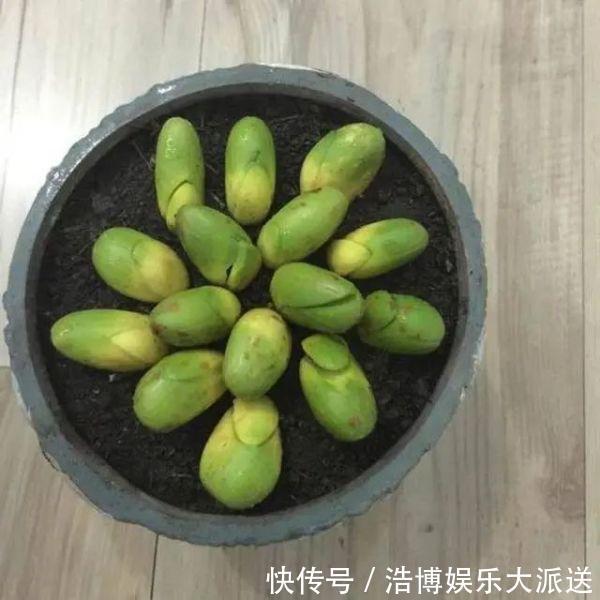 水果|3种“吃不起”的东西,捡“1颗”种子扔盆里,长成小树,结果能吃