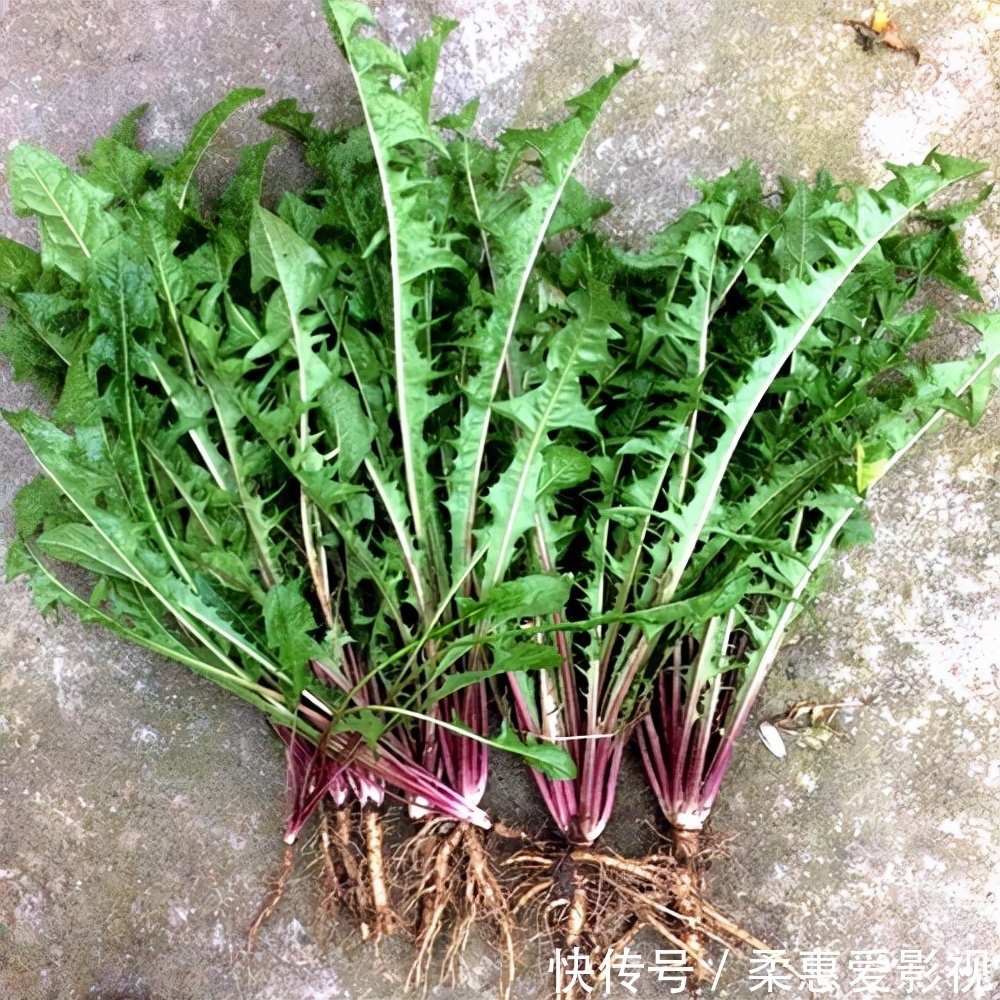 野菜|农村8种野菜,在冬季可以采挖来吃,你都吃过几种?不要错过