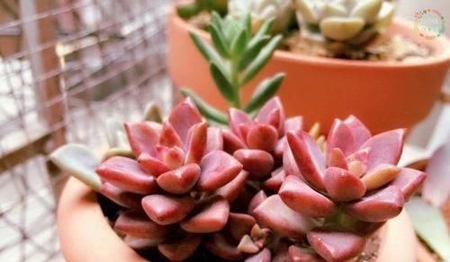 叶片|养多肉姬胧月，了解掌握3个技巧，1年长成悬崖老桩