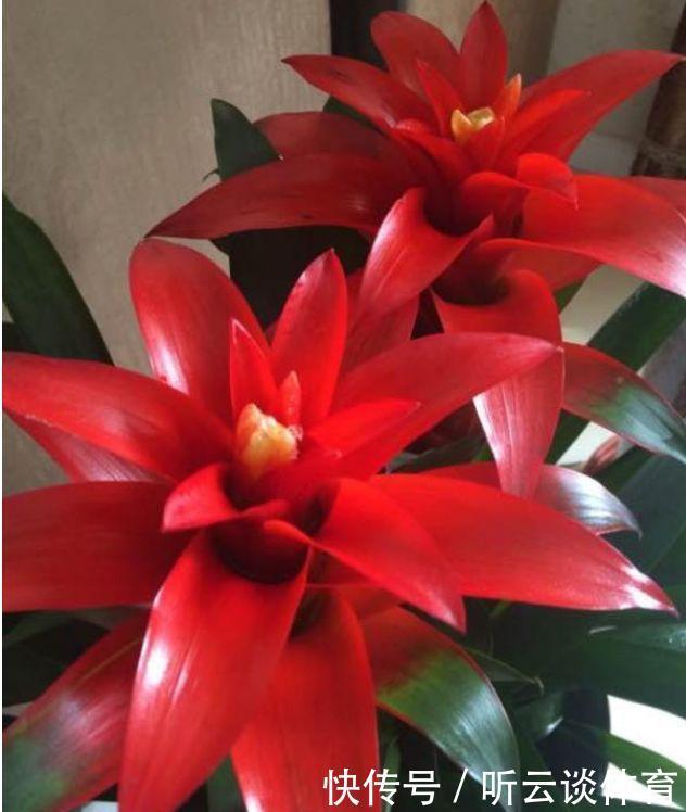 盆栽|4种花养在家里,一整年都有好运气,养家里,名字好听,花更美