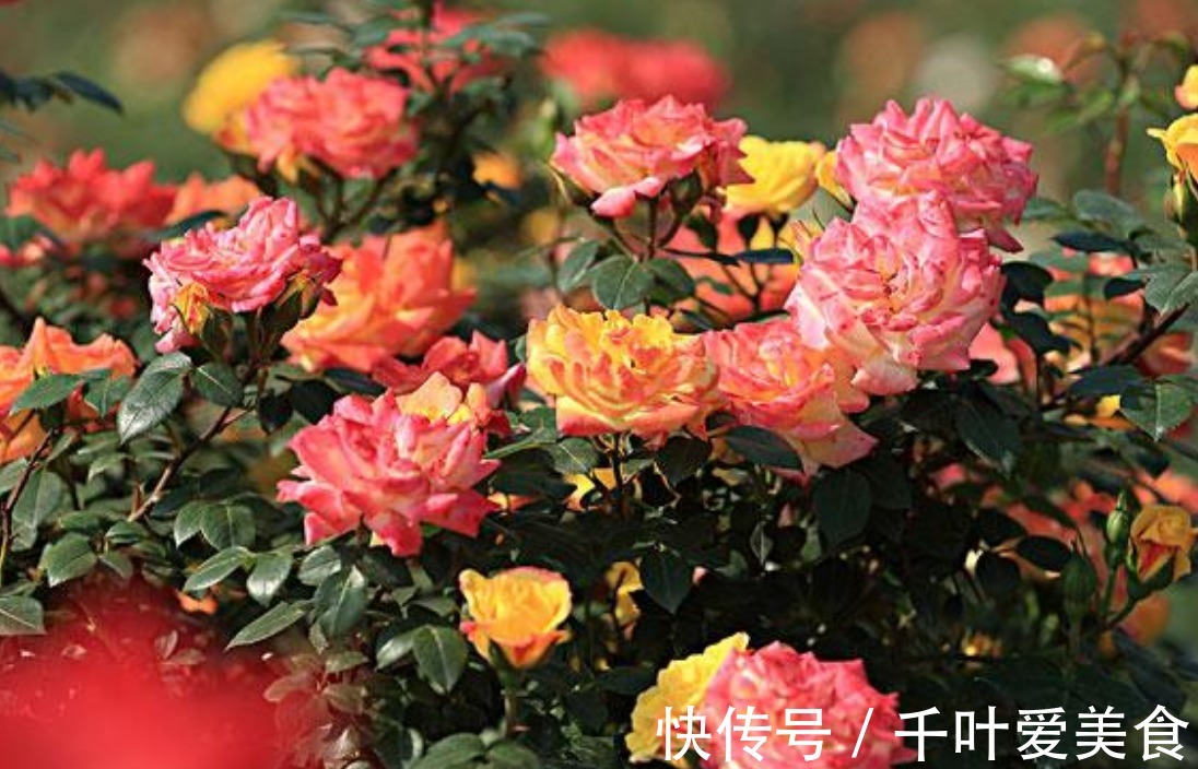 种花|花大爱爆盆，花香四溢，养一盆放阳台真好看