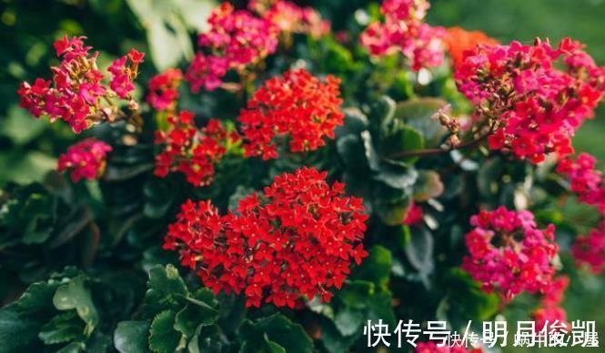 长寿花|此3种花剃头正当时,现在剃的好,秋冬开花早