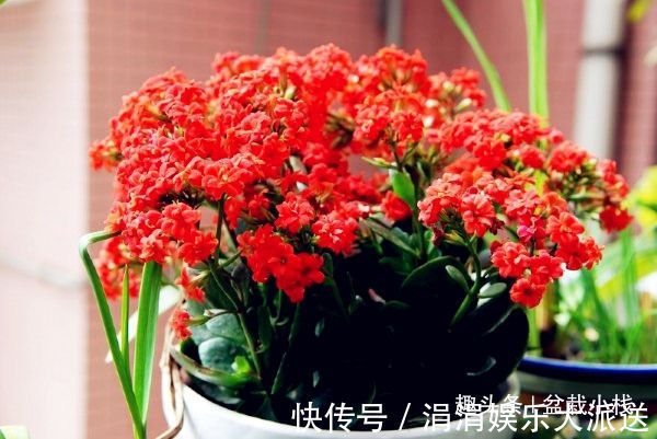 红掌|3种“喜庆花卉”,摆放在客厅,年味足观赏价值高,你在养吗