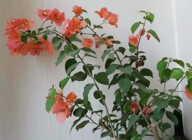 扦插|冬季扦插这4样花卉植物，成活率更高，来年开春就芽满枝