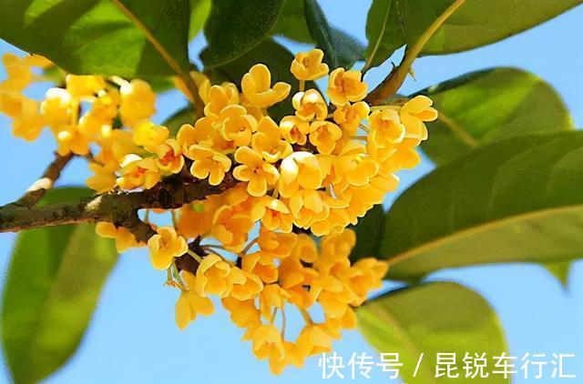 院子里有空地就种这“三种树”，没地挤挤也要种，寓意深远还旺家