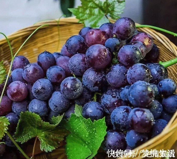 葡萄皮|洗葡萄,只会用盐水就错了!多加2样,虫子乖乖逃走,又快又干净