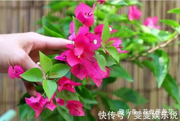 三角梅“黄叶”不开花，用这些水浇一浇，叶子油绿，满头花