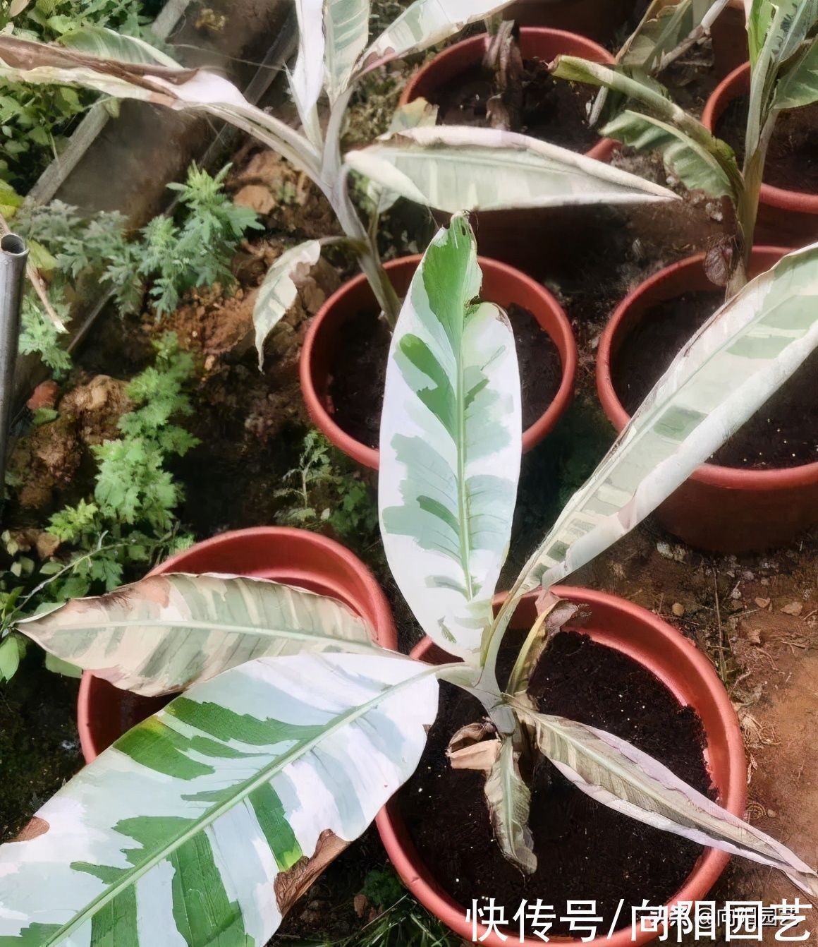 多肉植物没有阳光能活吗