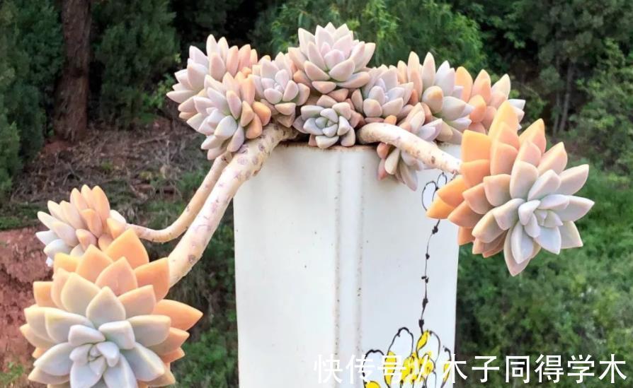 光照|新手养盆多肉淡雪,3个动作养出漂亮桃心,容易爆盆长成小老桩