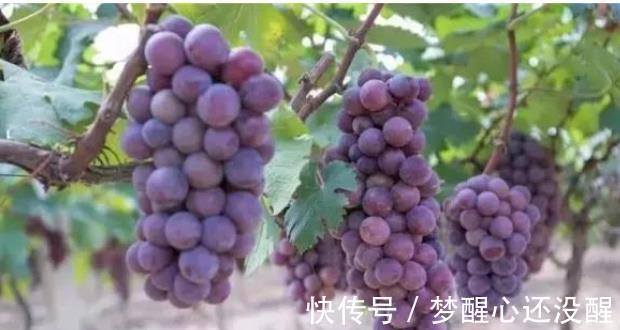 苹果|血脂高,夏天能吃葡萄吗?医生:“3种水果”或可常吃,血脂稳定