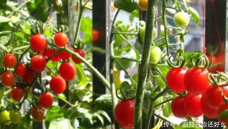 阳台养上“5种菜”,漂亮好养,吃完一茬又一茬,天天吃到新鲜菜