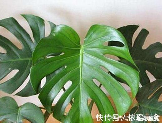 光照|室内“3种花”一见光就烂根,只要摆角落,一年四季“翠亮如春”