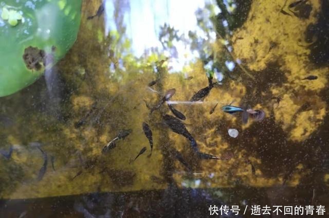 幸福|上千条孔雀鱼在封闭的浮萍下生活着,拨开浮萍全是鱼,它们好幸福