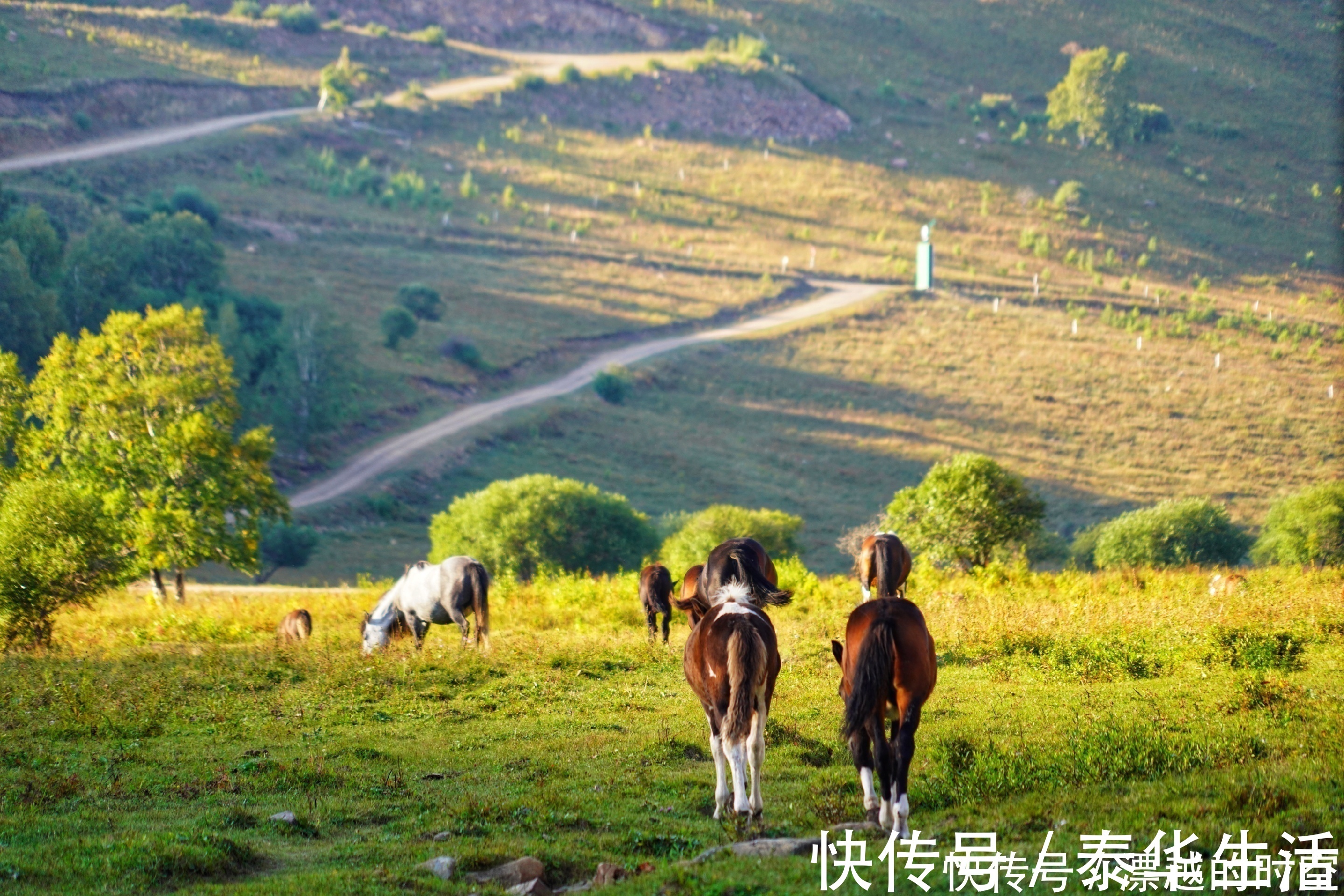 第一天路|中国又迎来一条新天路，草原与森林的完美结合，堪称世外桃源！