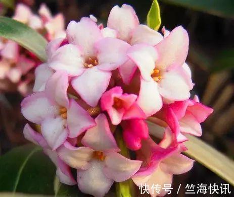 金边瑞香不好养，到了夏天叫“夏必死”，没法安全度夏不好养！