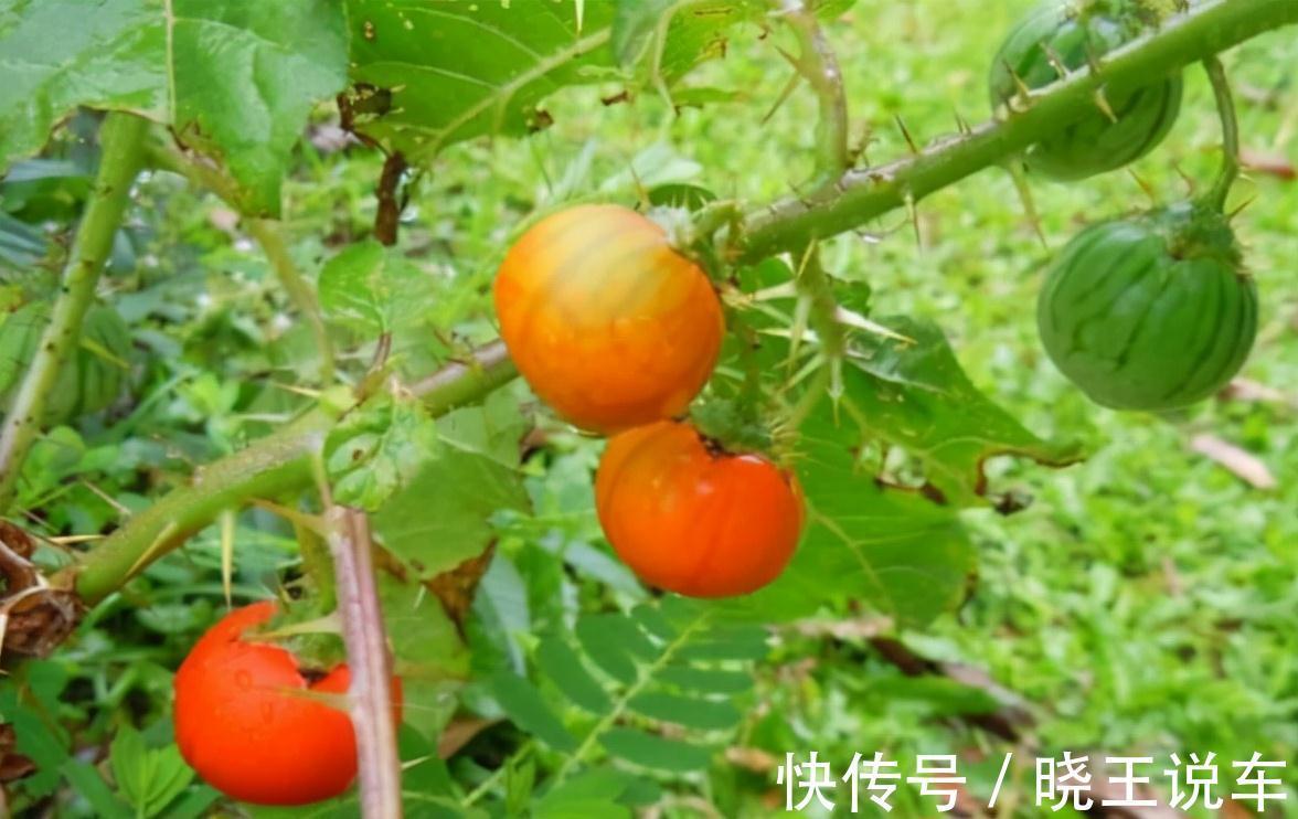 呼吸衰竭|7种野果虽诱人却有毒,千万不能乱吃,需牢记