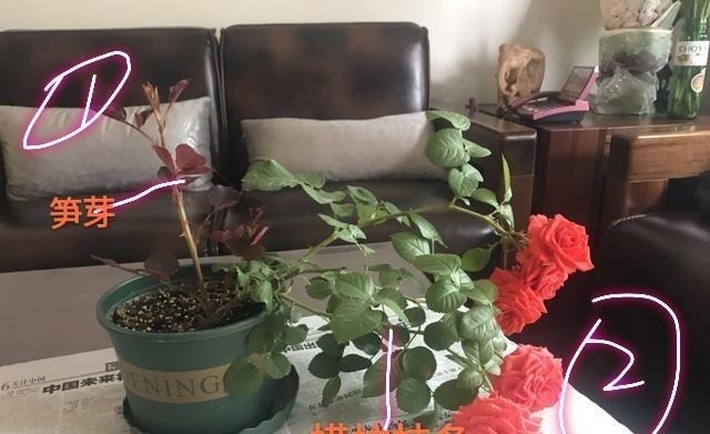 什么叫月季横拉月季横拉的枝条开花后如何修剪