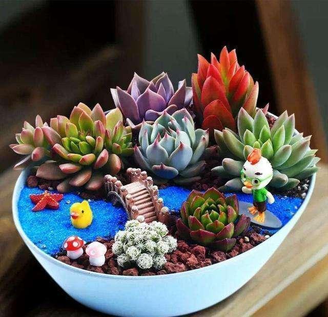 多肉夏天难熬过,碰上这6种情况,别再浇水,才能轻松过夏